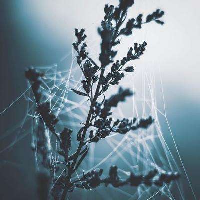 火狐官网手机app下载截图